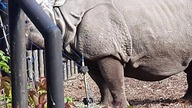 Black Rhino 