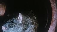 1982 Oczy w Ciemności - Deadly Eyes - The Rats PL VHS