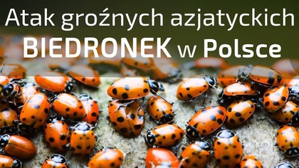 Plaga groźnych azjatyckich biedronek w Polsce - Ciekawostki