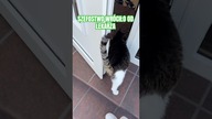 #śmieszne #śmiesznefilmy #kota #zwierzęta #kot #cat #zabawne #humor #humormemes #humorviral #śmiech