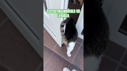 #śmieszne #śmiesznefilmy #kota #zwierzęta #kot #cat #zabawne #humor #humormemes #humorviral #śmiech