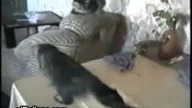 Śmieszne koty 2