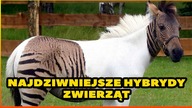 10 NAJDZIWNIEJSZYCH HYBRYD ZWIERZAT