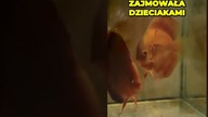 Paletki - para opiekująca się młodymi.