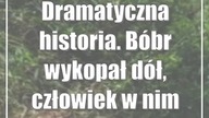 Dramatyczna historia.  Bóbr wykopał dół, człowiek w nim zginął