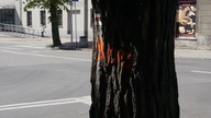 Czy w Szczakowej planują wyciąć drzewa?