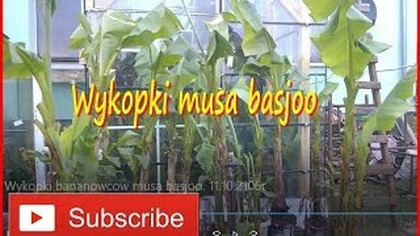 187.  Wykopki bananowcow musa basjoo.  Polska 11. 10. 2106r