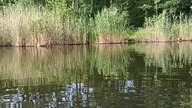 Staw Wąsik 