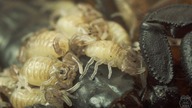 SKORPIONY! 3 samice Euscorpius hadzii URODZIŁY!!!