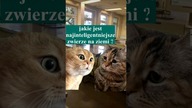 jakie jest najinteligentniejsze zwierzę ? 4k