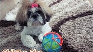 Cutest Puppy Video - brightest led ball