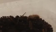 Dermestes sp??