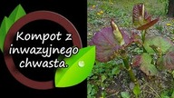 Dzięki wam ugotuję kompot z rdestowca.