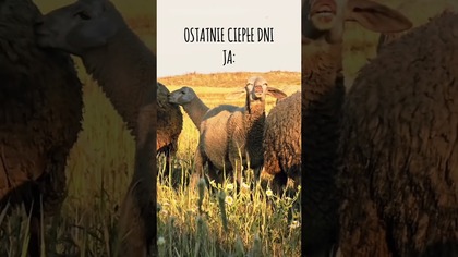 #jesień #podróże #tunezja #nadziko #kamper #afryka #owca