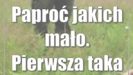 Paproć jakich mało.  Pierwsza taka w RPN