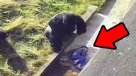 5 zwierząt, które uratowały ludzkie życie