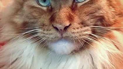 #002 Kronika Hrabiego Eryka #mainecoon #cat #shorts