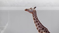 Nick Jr.  - Fragment animacji Athleticus, spot i ident (05. 03. 2022)