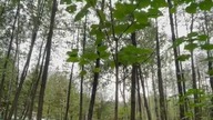 Drzewo szybko rosnące tlenowe oxytree #drzewo #drzewotlenowe #oxytree #paulownia