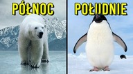 Co różni biegun północny od południowego [TOPOWA DYCHA]