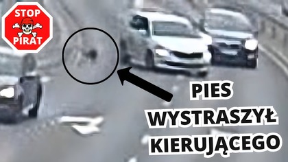 Niedopilnowany pies wystraszył kierującego, który uderzył w inny pojazd.  STOP PIRAT