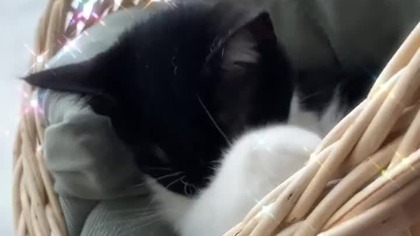 cute cats  #cats #catshorts #koty #kotki #shorts