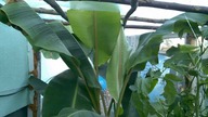 182.  Bananowce musa velutina.  Nie długo dostaną nową szklarnię.