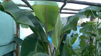 182.  Bananowce musa velutina.  Nie długo dostaną nową szklarnię.
