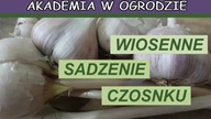 Wiosenne sadzenie czosnku.  Najlepszy termin sadzenia i wymagania czosnku.