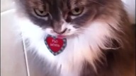 Cat Vines