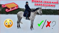 ZAPRZĘGŁAM PUNTĘ DO SANEK 