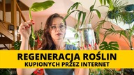 Rośliny domowe kupione przez internet.  Jak dbać reanimować i pielęgnować rośliny po przesyłce?