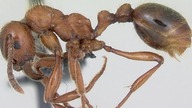 Małe por&oacute;wnanie naszych czerwonych mr&oacute;wek  Manica czy Myrmica ??