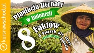 Plantacja herbaty - 8 fakt&oacute;w, o kt&oacute;rych nie miałeś zielonego pojęcia