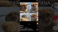mój kot atakier:D #meme #funnyvideos #lol