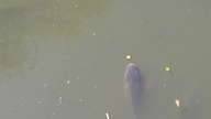 Karp (Cyprinus carpio) / Łazienki Królewskie 