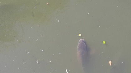 Karp (Cyprinus carpio) / Łazienki Królewskie 