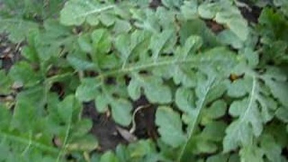 arbuz kawon paulownia puszysta tego roczne