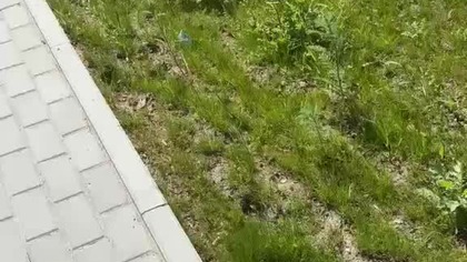 Spacerek zSecikiem.