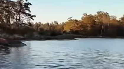 Przepięknie jest i łabądź...  