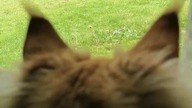  Eryk i ptaszki  #cat #mainecoon #catlover #catvideos