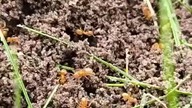 Mrówki w moim ogrodzie #antkeeping #ants #nature #hodowla #formikarium #hodowlamrówek