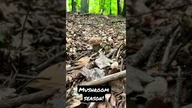 The 2 rules of mushroom  picking