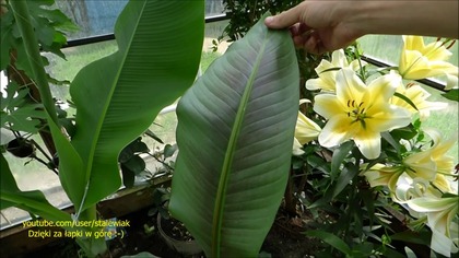 #260 Cz. 2 Banan Musa x paradisiaca  (Musa acuminata and balbisiana )