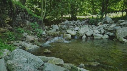 Forest Stream Pool for Focus Gentle Water Flow Over Stones