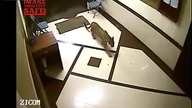 Leopard przyszedł po jedzonko