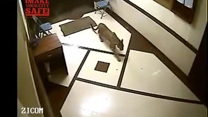 Leopard przyszedł po jedzonko