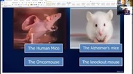 Arian.  Humanp atent, małpi gaj, Judge Jeanine, finansreset, obecny gen Patton, Botswana ratuje świa