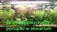 Pierwszy stream z akwarium