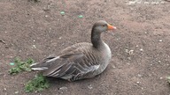 Kaczka / Duck # 2